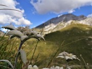 40 Leontopodium alpinum (Stelle alpine) su Cima Foppazzi versante nord con vista in Pizzo Arera